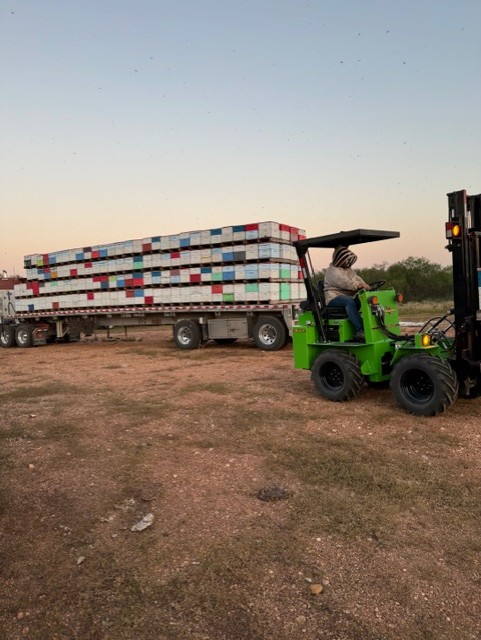 Professional beekeeping team loading hives onto a transport truck using a forklift